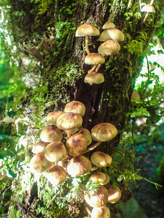 Hongos